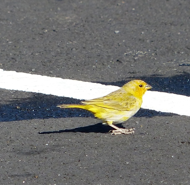 Saffron Finch, juvenile